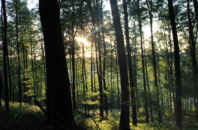 Umgebung Wald